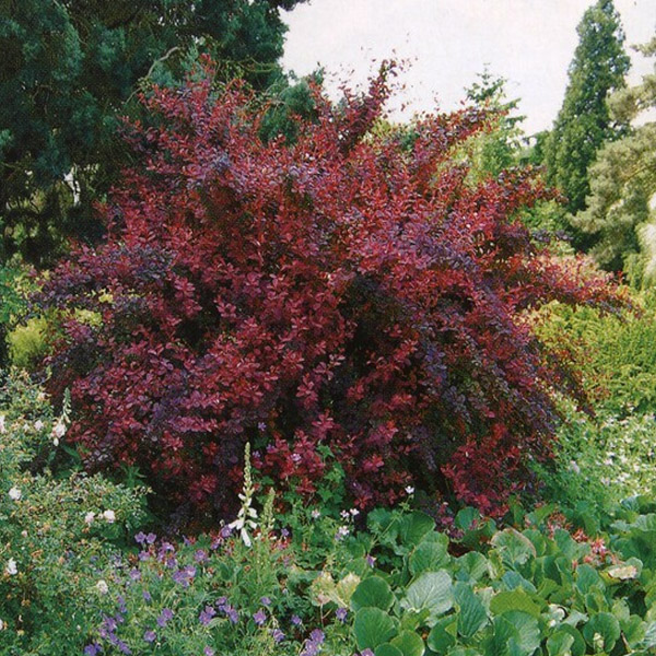  Barberry Ottawa