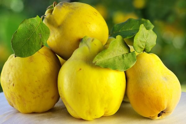  Quince is recommended to be taken with honey in case of stomach diseases and upset liver