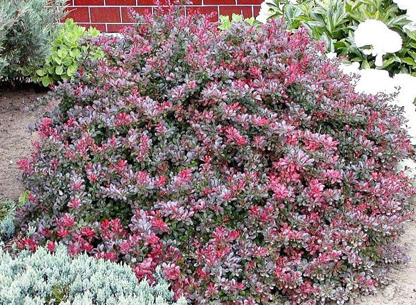  Barberry Thunberg Atropurpurea