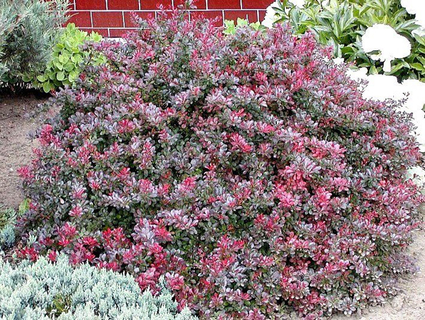  Barberry Thunberg Atropurpurea