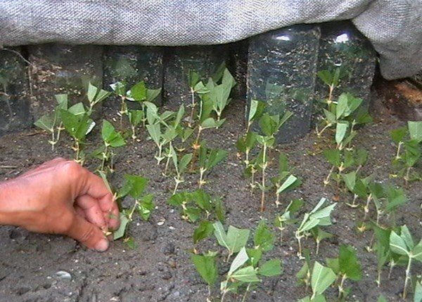  Reproduction barberry cuttings