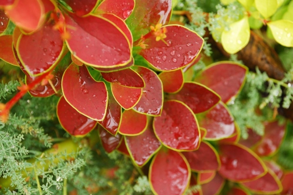  The advantages of plants are decorative, resistance to diseases, frost