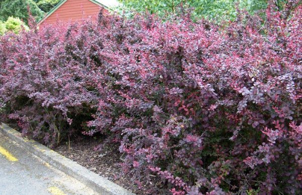  During the dry period, the barberry is watered once a week.
