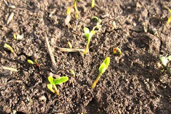  Barberry sprouts