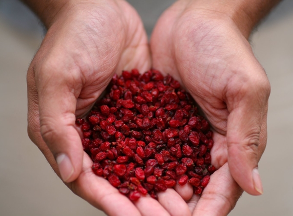 All parts of the shrub contain nutrients: vitamin C, acids, alkaloid berberine