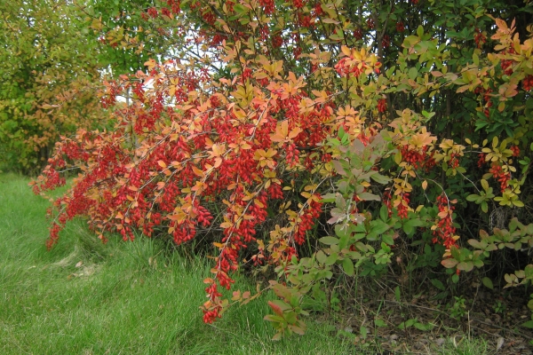  The barberry ordinary - a prickly bush, blossoms in April-May, bright red oblong berries ripen in September-October