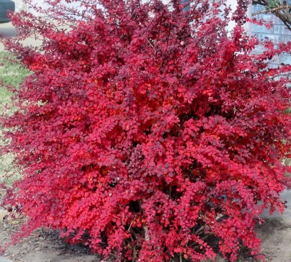  Barberry Thunberg Atropurpurea will decorate any personal plot