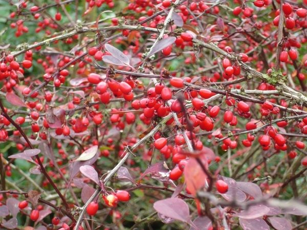  Thunberg Atropurpurea Barberry Shrub with Berries