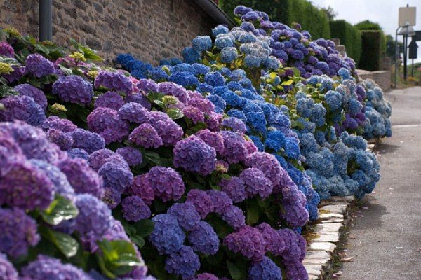  Ortensia da giardino