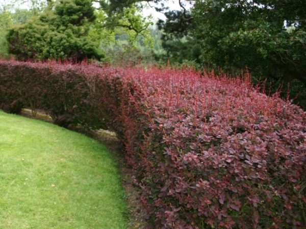  Barberry Thunberg Atropurpurea use for hedges