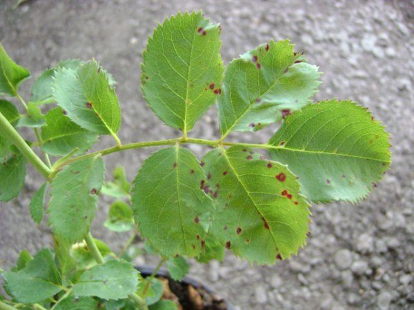  Brown spotting or chalcosporosis