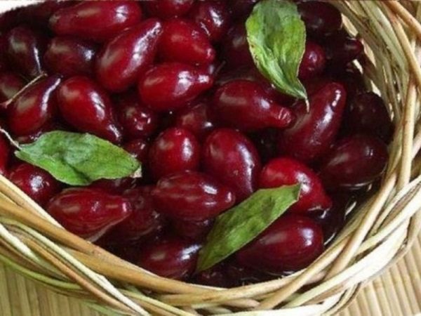  Bacche appena raccolte di corniolo