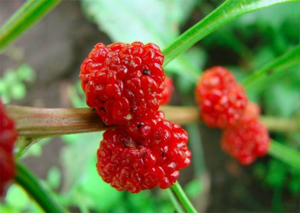  Spinach strawberry increases hemoglobin levels, improves the functioning of the male reproductive system, etc.