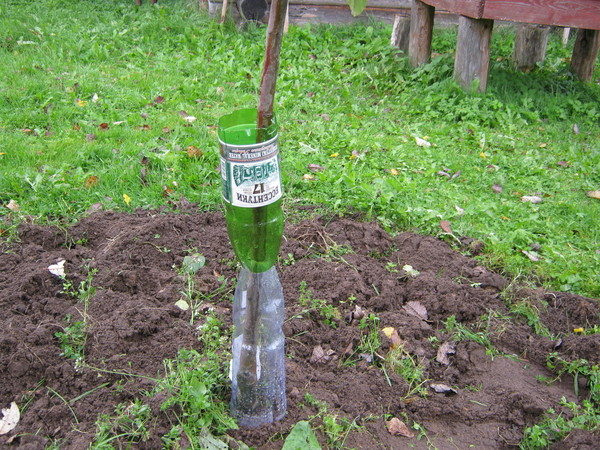 Protection of young trees from rodents and hares
