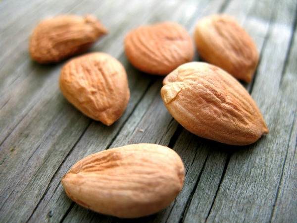  Kernel de albaricoque