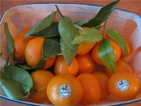  Sometimes mandarin is sold with a sprig that can be grafted or rooted.