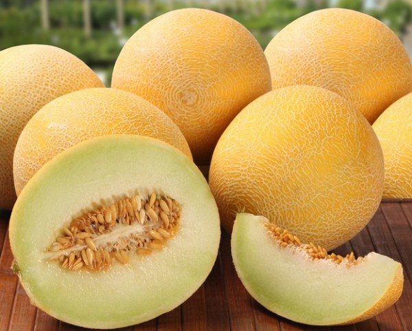  In un melone acerbo, la crosta è ferma, e in un melone maturo si presta leggermente quando viene pressata.