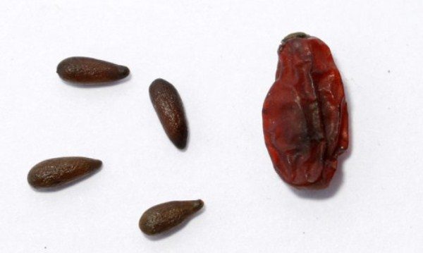  Barberry stone