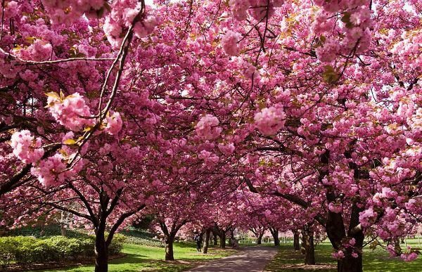  Sakura in fiore