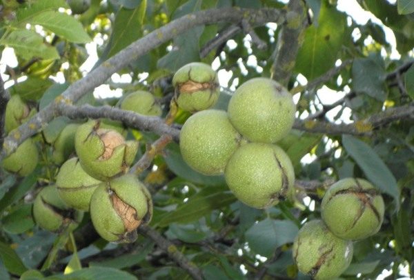 Ripe nuc