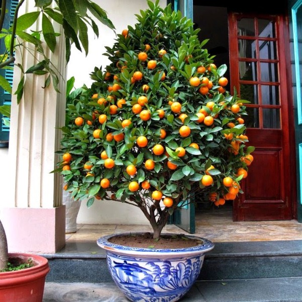  Tutte le varietà di kumquat sono buone per la cultura della stanza.