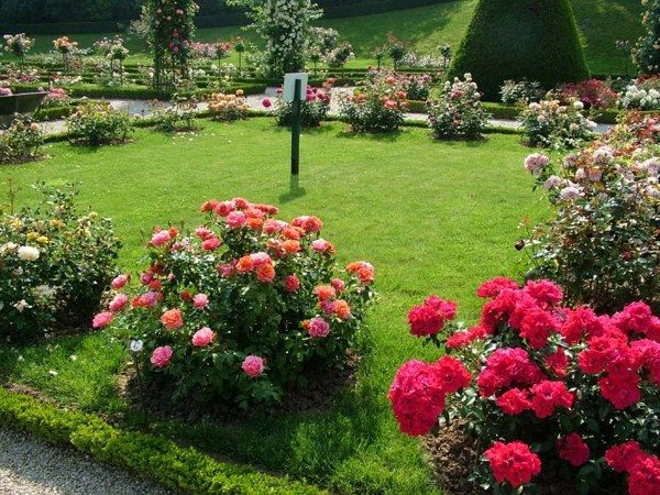  The rose garden is created by grafting a rose on a wild rose.