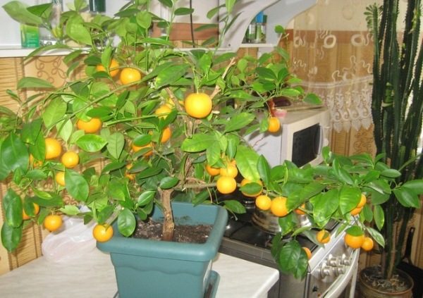  Room Mandarin