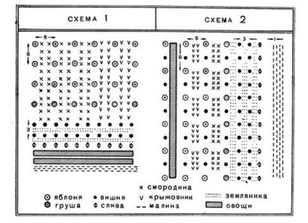  Plantation of fruit and berry trees in the country