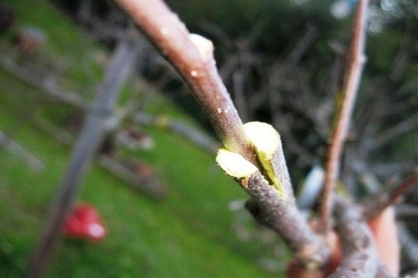  Grafting Spiritele de caise