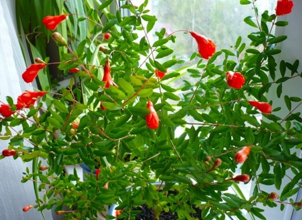  La granada enana se cultiva en casa como una flor de interior