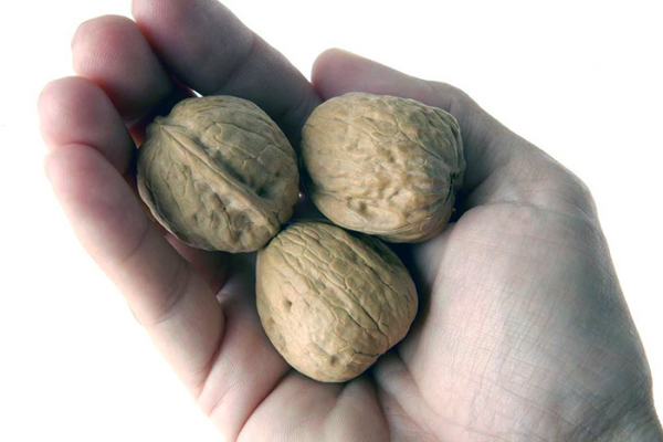 Con l'aiuto delle noci, puoi aumentare la potenza, curare l'adenoma prostatico.