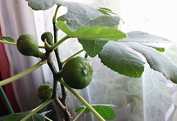 I fichi possono essere coltivati ​​a casa come pianta d'appartamento