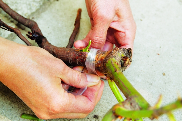  Grafting a rose on a wild rose