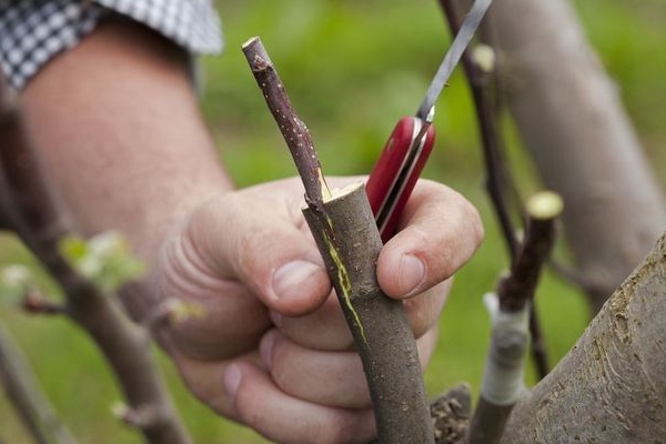  How and when is the budding of fruit trees performed?