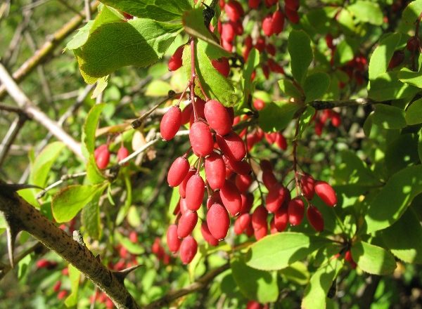  Barberry ordinary
