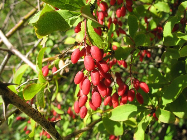 Barberry ordinary