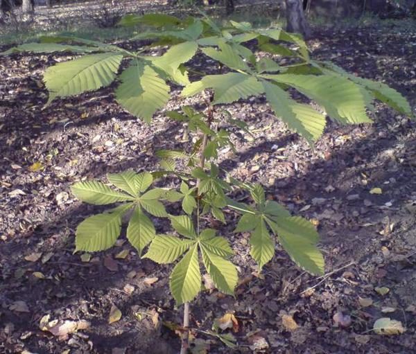 Profundidad de plantación de castaño de Indias - 5-7 cm