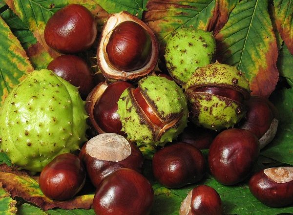  Horse chestnut