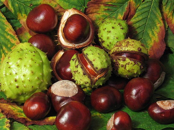  Castaño de indias