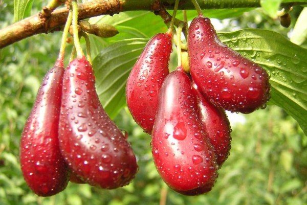 Le bacche di corniolo migliorano l'appetito e ripristinano il metabolismo nel corpo umano