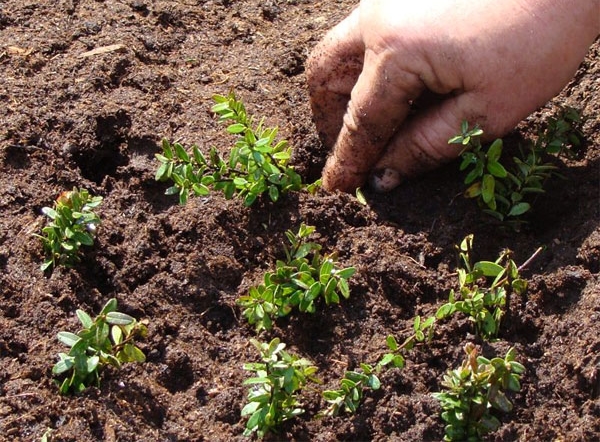  If your goal is to grow cranberries with certain properties inherent in the maternal runaway, then it will be better to apply the cutting method