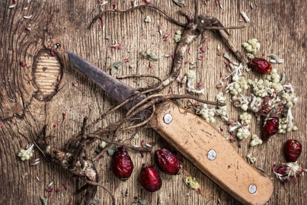  Rose hips are also endowed with healing properties and are used to treat diseases.