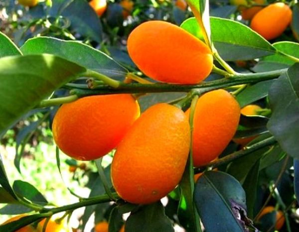  Kumquat - Chinese Mandarin