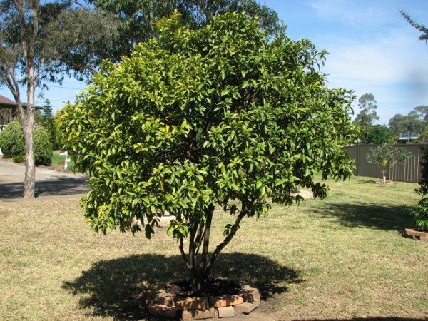  Kumquat - sun-loving plant