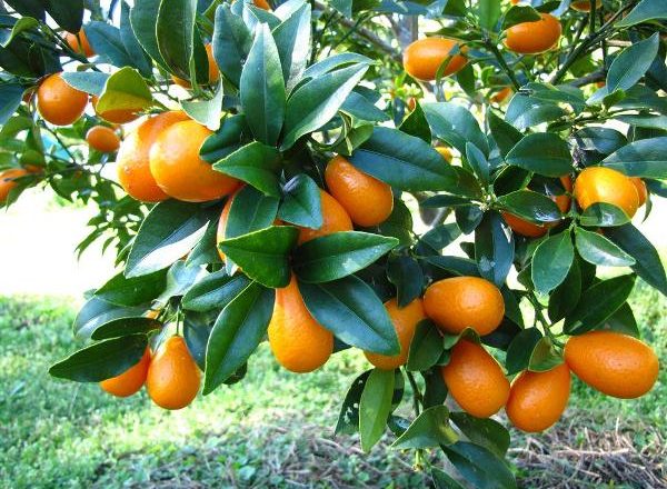  Kumquat de frutas tropicales