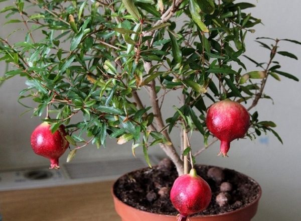 ¿Cómo cultivar un árbol de granada en casa?