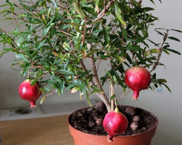  ¿Cómo cultivar un árbol de granada en casa?