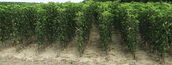  Saplings of fruit trees are best purchased in the nursery