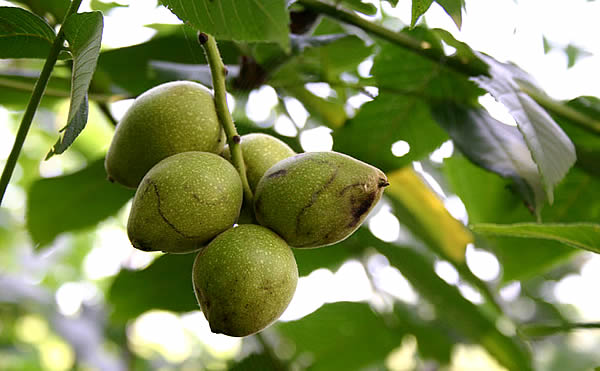  manchurian nut