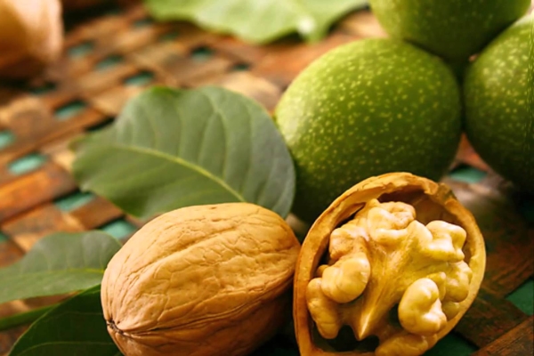  The benefits and harms of walnuts, recipes of traditional medicine